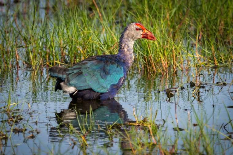 065 Alleppey Backwaters.jpg